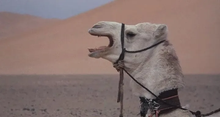 Фонове зображення Повернення чорного скакуна