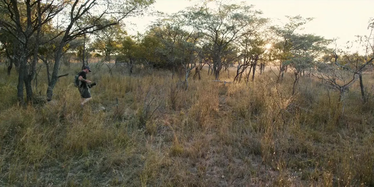 Фонове зображення Панголін: Подорож Кулу