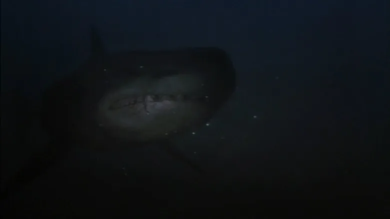 Фонове зображення Мисливець за акулами